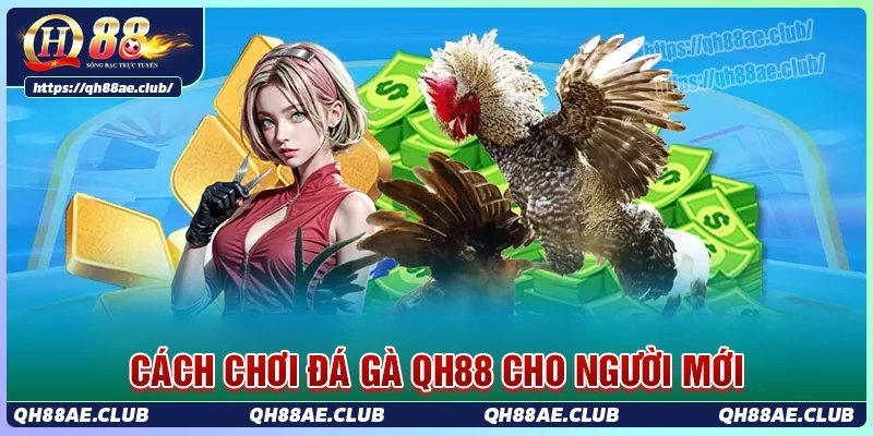 Các lưu ý khi chơi đá gà Qh88 cần nắm rõ