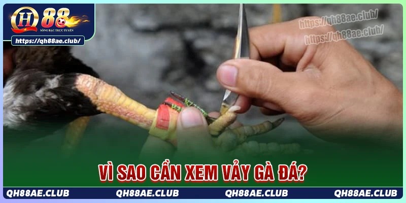 Tại sao cần học cách xem vảy gà đá?