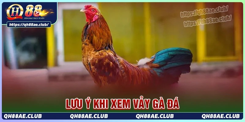 Lưu ý quan trọng trong cách xem vảy gà đá tại QH88