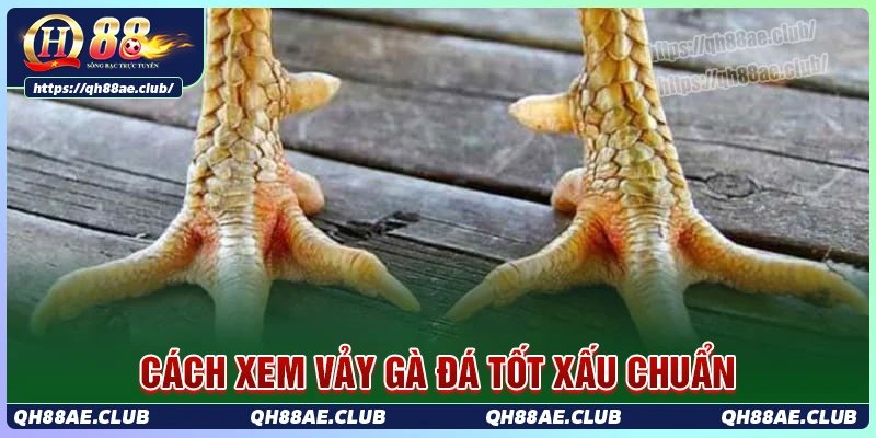 Cách quan sát tổng thể chân và vảy gà từ chuyên gia QH88