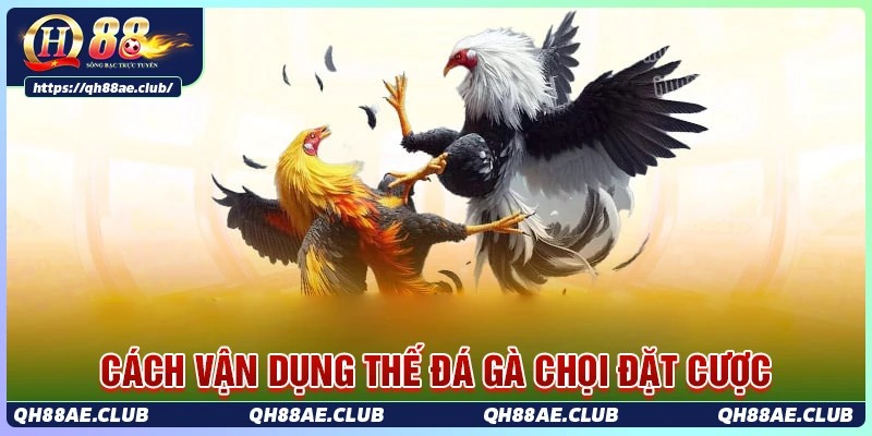 Cách vận dụng các thế đá gà chọi để đặt cược