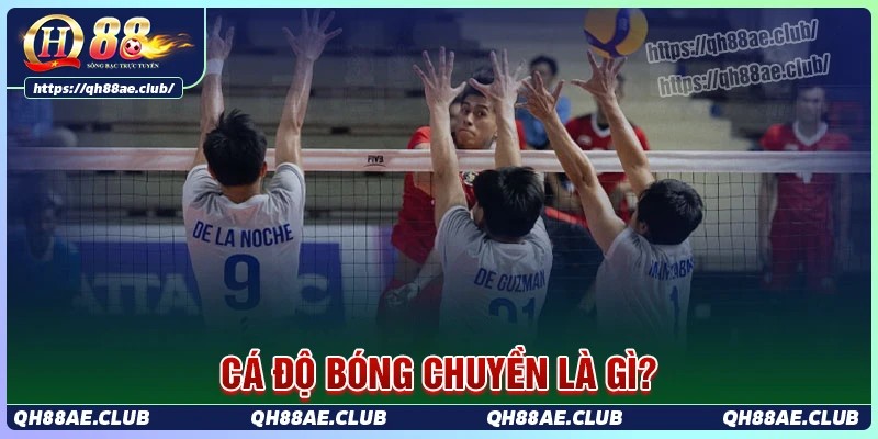 Cá độ bóng chuyền là gì?